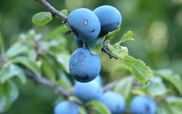 每天吃一盒蓝莓会发生什么变化 每天吃蓝莓会有什么后果?